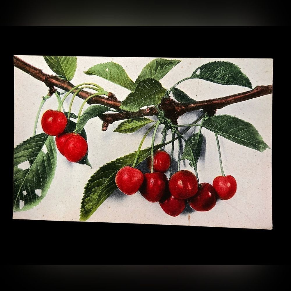 "5/$25" Vintage Cherries On A Branch Postcard Ephemera